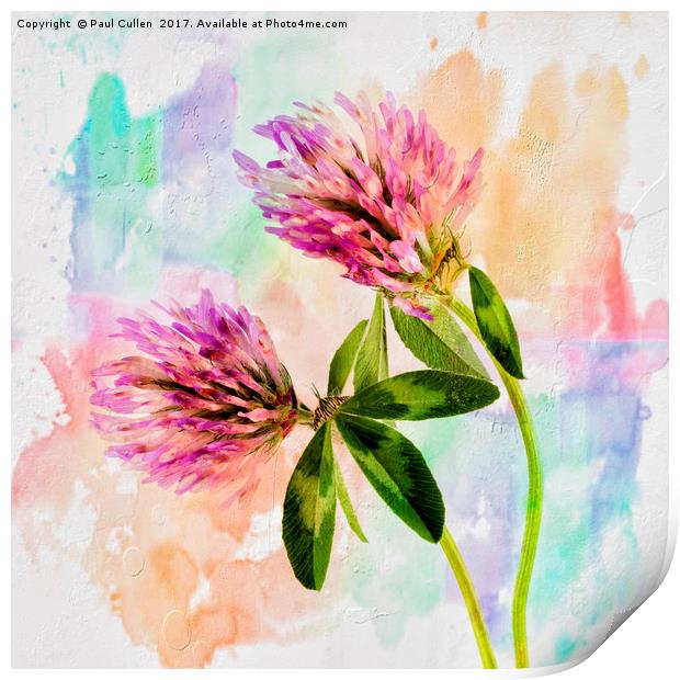 Two Clover Flowers with Pastel Shades. Print by Paul Cullen
