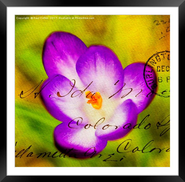 Crocus overlaid with Envelope impression. Framed Mounted Print by Paul Cullen