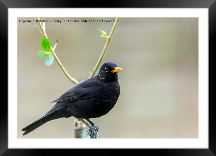 blackbird on wire Framed Mounted Print by Kelvin Rumsby