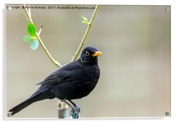 blackbird on wire Acrylic by Kelvin Rumsby