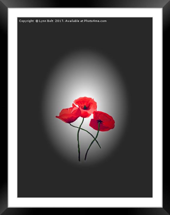 Red Poppies Framed Mounted Print by Lynn Bolt