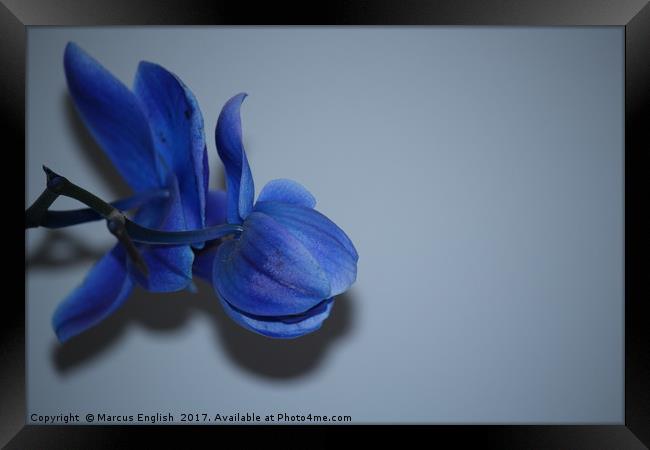 Blue Orchid Framed Print by Marcus English