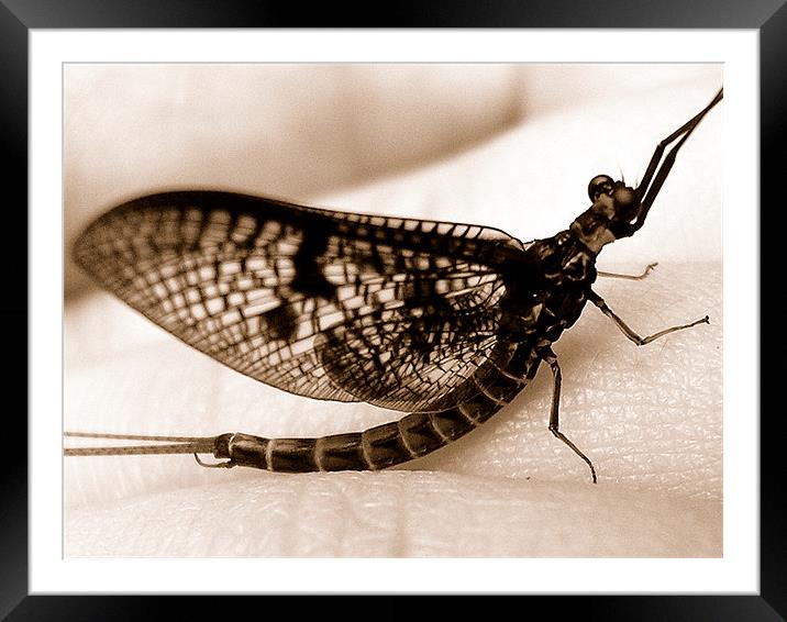 mayfly Framed Mounted Print by Heather Newton