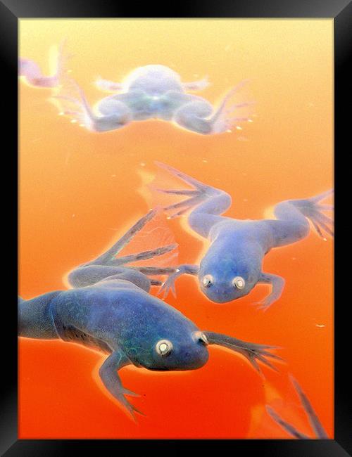 Xenopus frogs Framed Print by Heather Newton