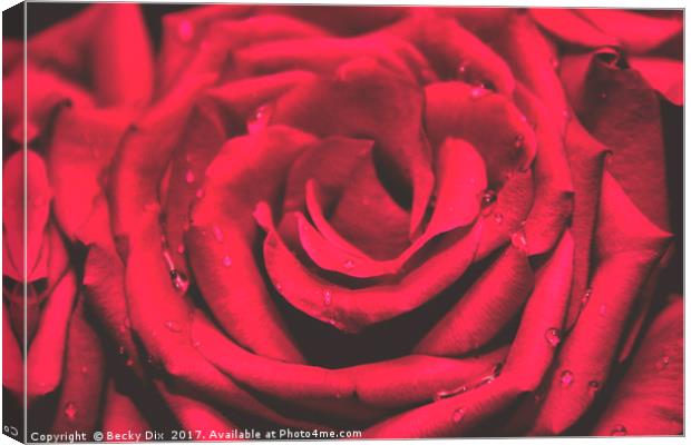 The Red Rose 1 Canvas Print by Becky Dix
