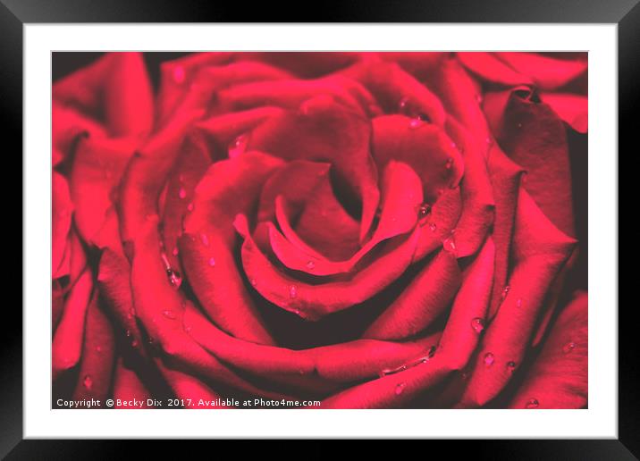 The Red Rose 1 Framed Mounted Print by Becky Dix