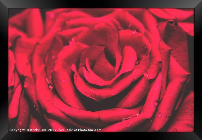 The Red Rose 1 Framed Print by Becky Dix