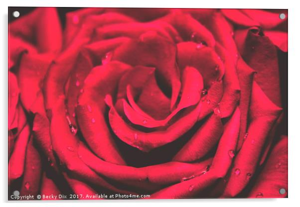 The Red Rose 1 Acrylic by Becky Dix