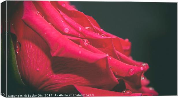 The Red Rose 2 Canvas Print by Becky Dix