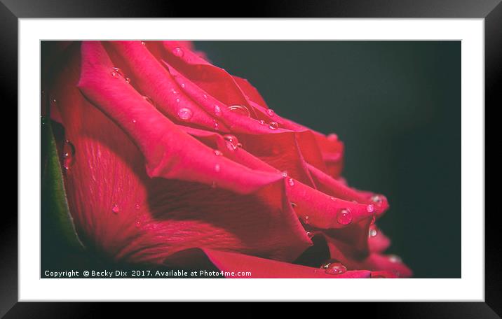 The Red Rose 2 Framed Mounted Print by Becky Dix