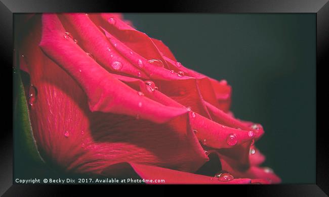 The Red Rose 2 Framed Print by Becky Dix