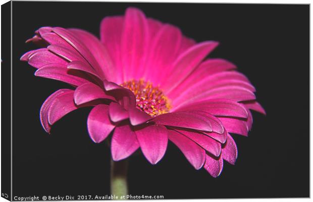 The Gerbera. Canvas Print by Becky Dix