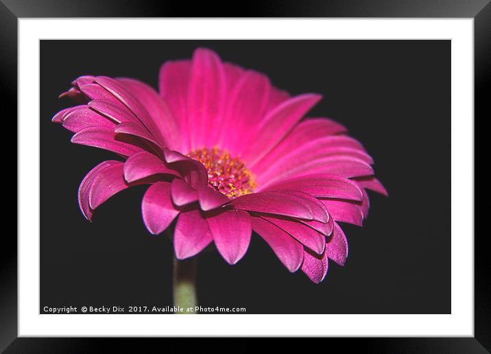 The Gerbera. Framed Mounted Print by Becky Dix