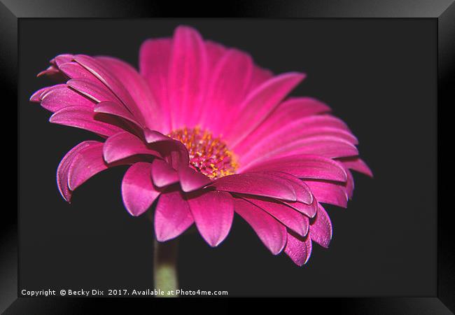 The Gerbera. Framed Print by Becky Dix