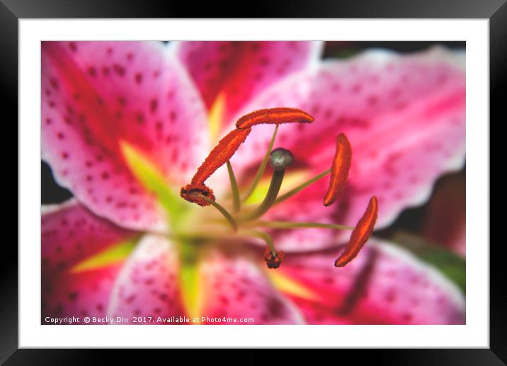 The Stargazer Lily. Framed Mounted Print by Becky Dix