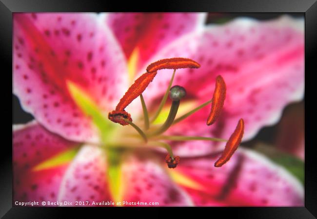 The Stargazer Lily. Framed Print by Becky Dix