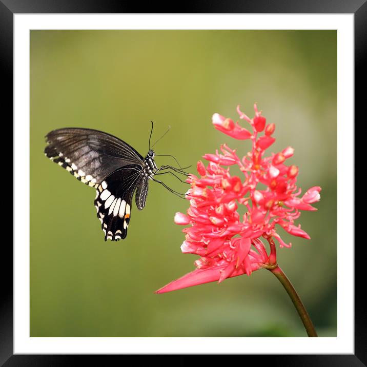 Citrus Swallowtail Framed Mounted Print by Grant Glendinning
