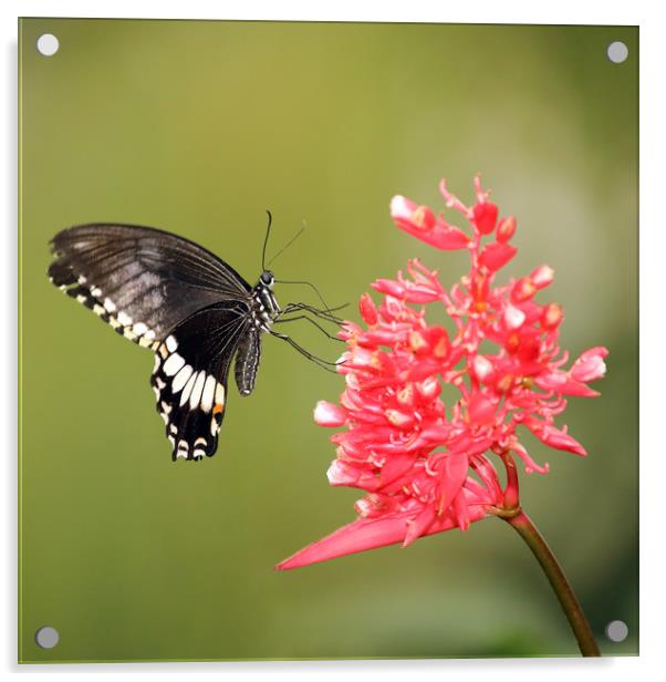 Citrus Swallowtail Acrylic by Grant Glendinning