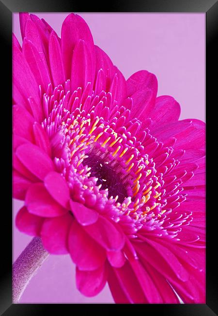 Pink Gerbera Framed Print by Mike Gorton