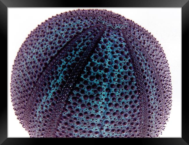 sea urchin Framed Print by Heather Newton