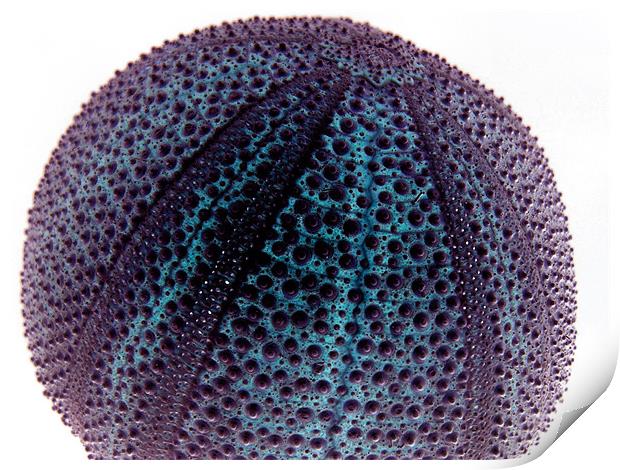 sea urchin Print by Heather Newton