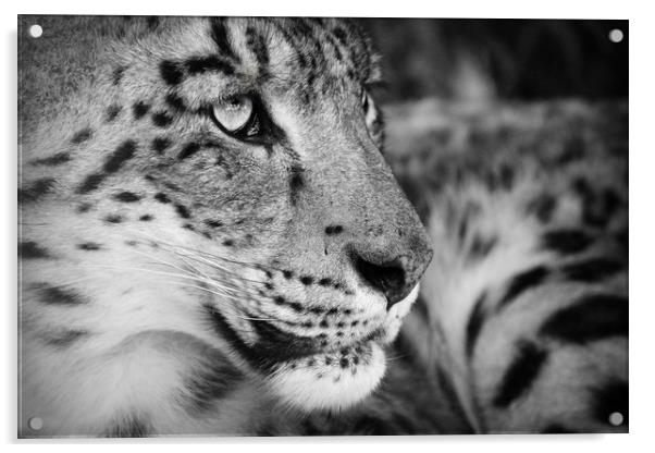The leopard face Acrylic by Stephanie Veronique