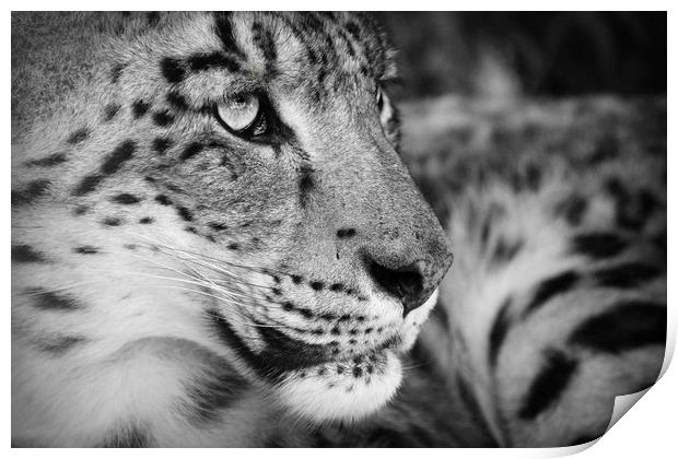 The leopard face Print by Stephanie Veronique