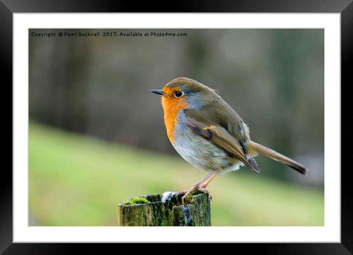 Robin Redbreast Bird on a Perch in Countryside Framed Mounted Print by Pearl Bucknall