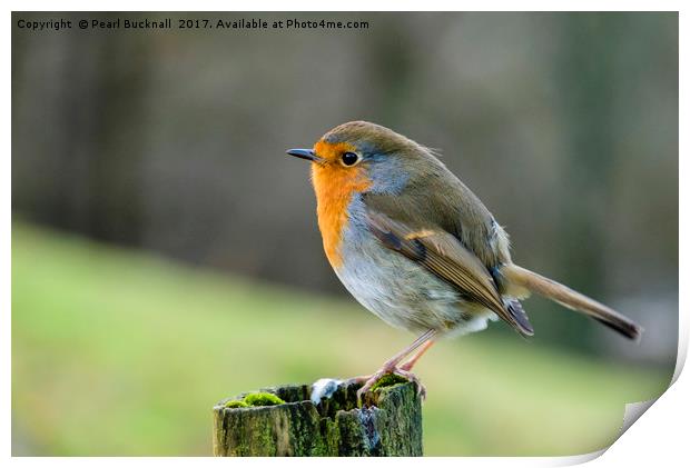 Robin Redbreast Bird on a Perch in Countryside Print by Pearl Bucknall
