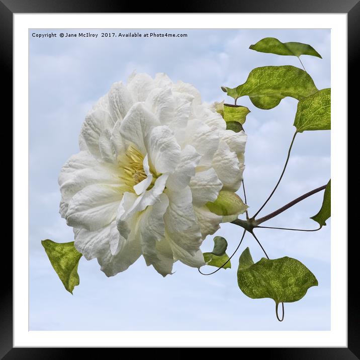 White Clematis Framed Mounted Print by Jane McIlroy