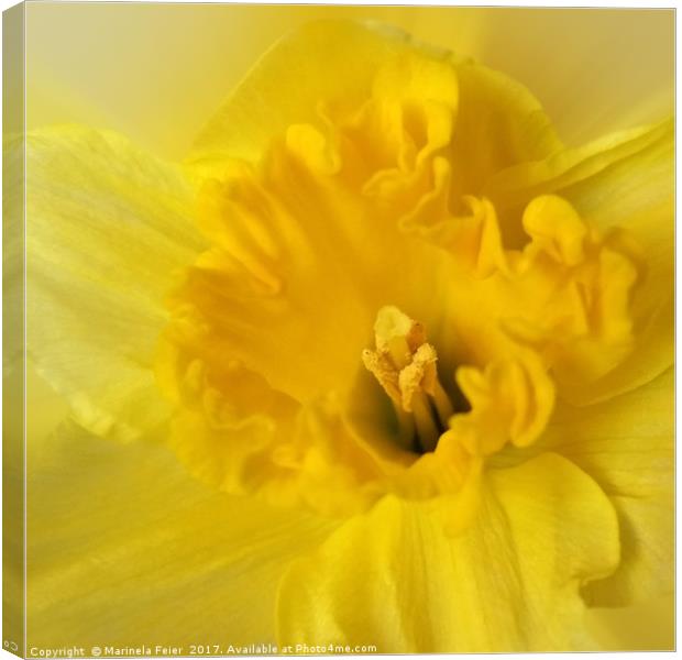 yellow daffodil Canvas Print by Marinela Feier