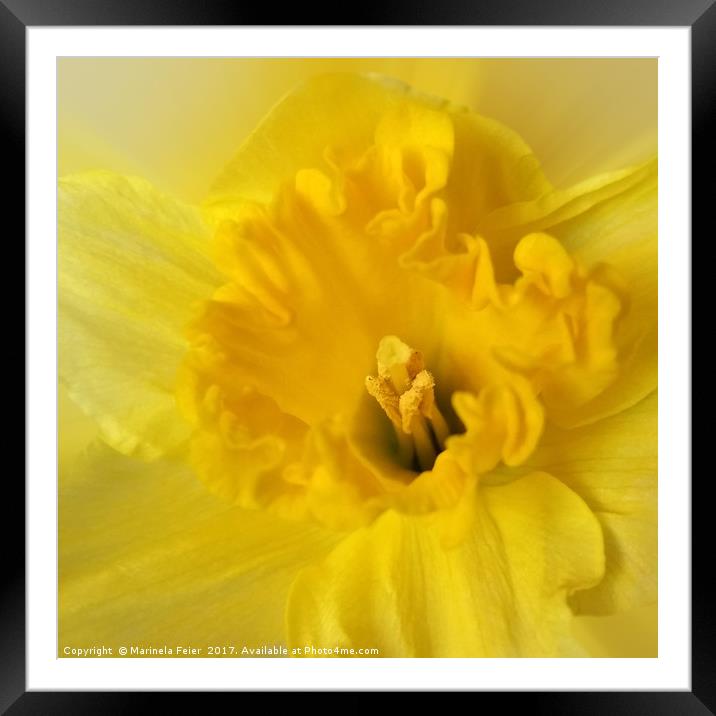 yellow daffodil Framed Mounted Print by Marinela Feier