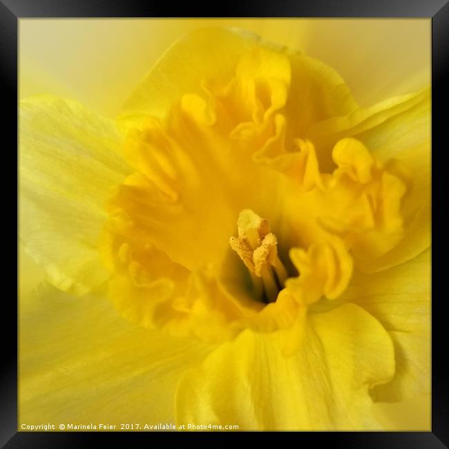 yellow daffodil Framed Print by Marinela Feier