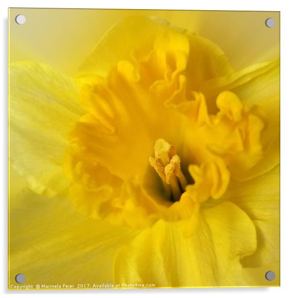 yellow daffodil Acrylic by Marinela Feier