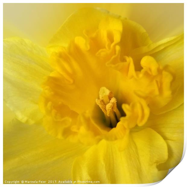 yellow daffodil Print by Marinela Feier