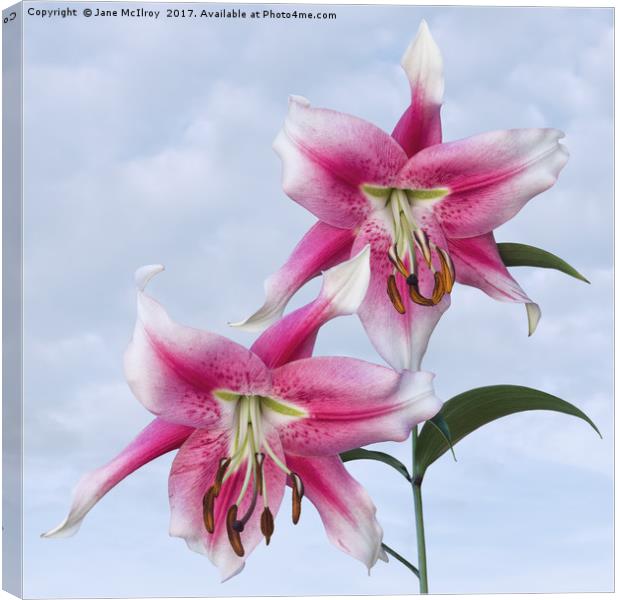 Pink Lilies Canvas Print by Jane McIlroy