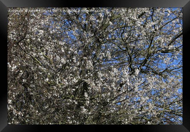 Signs of Spring Framed Print by Jacqui Kilcoyne