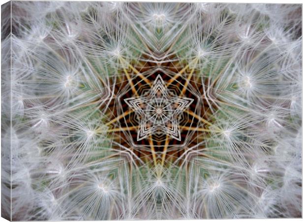 dandelion star Canvas Print by Heather Newton