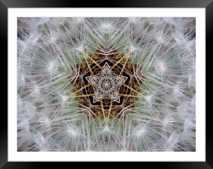 dandelion star Framed Mounted Print by Heather Newton