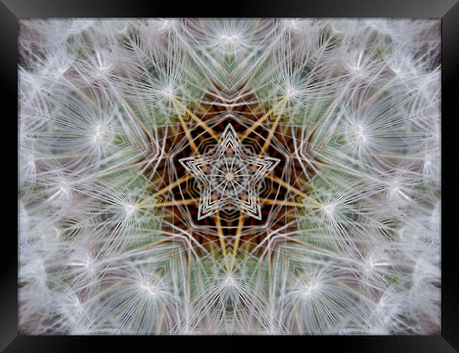 dandelion star Framed Print by Heather Newton
