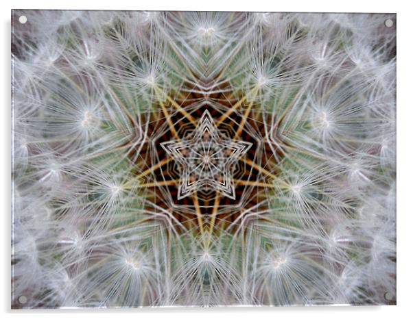 dandelion star Acrylic by Heather Newton