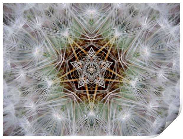 dandelion star Print by Heather Newton