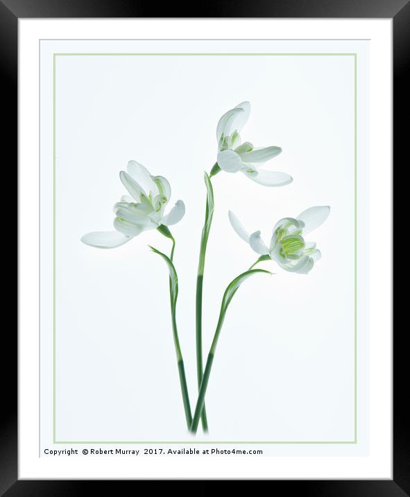 Snowdrop trio Framed Mounted Print by Robert Murray