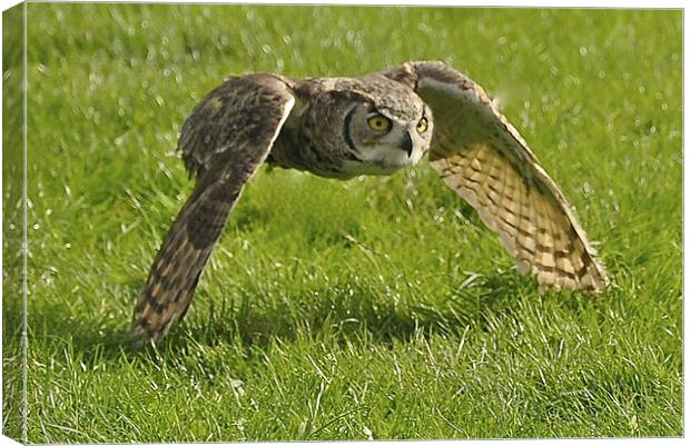 Barn Owl on the hunt Canvas Print by Peter Clark