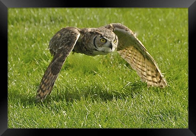 Barn Owl on the hunt Framed Print by Peter Clark