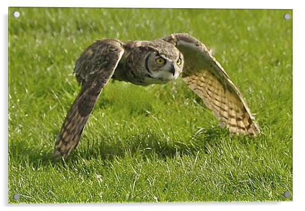 Barn Owl on the hunt Acrylic by Peter Clark