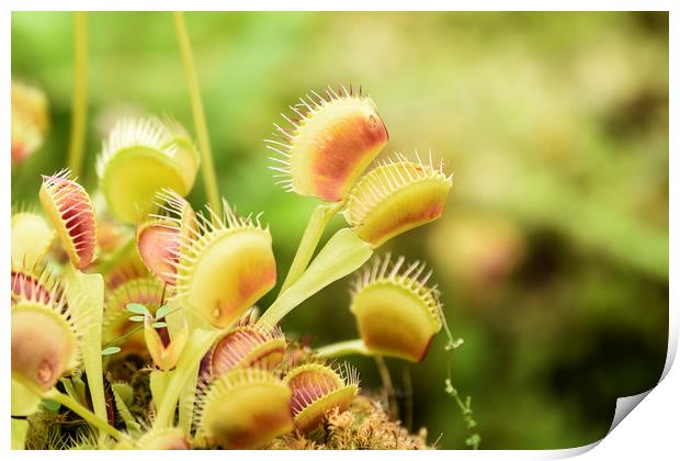 Venus Fly Trap Print by Valerie Paterson
