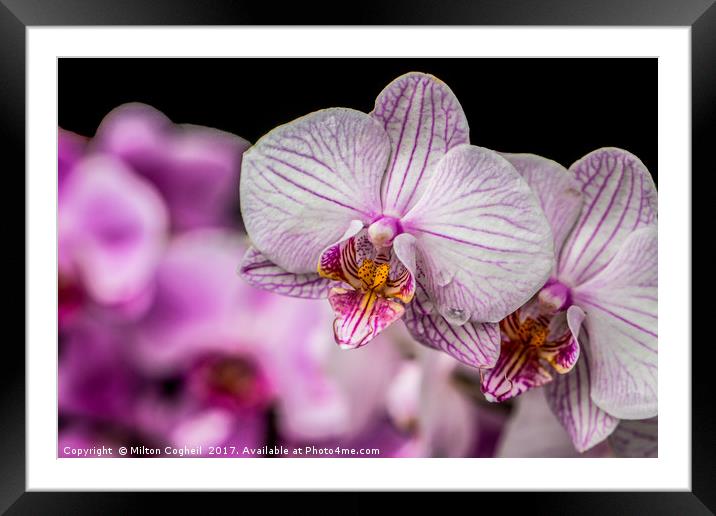 Pink Orchids Framed Mounted Print by Milton Cogheil