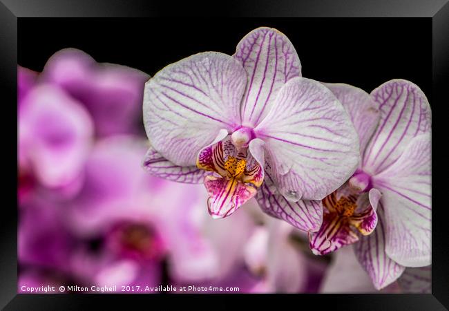 Pink Orchids Framed Print by Milton Cogheil