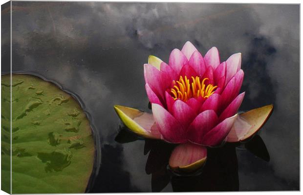 Pink water lily Canvas Print by Stephanie Veronique